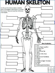 bone labeling diagram catalogue of schemas