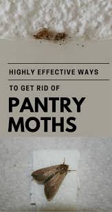 How to prevent pantry moths from getting into food? Highly Effective Ways To Get Rid Of Pantry Moths Cleaning Expert Net Pantry Moths Meal Moths Pantry Moth Larvae