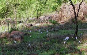 Image result for Crinum minimum