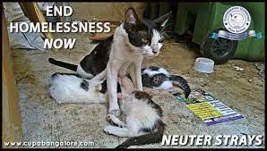 In India Cats Are The Ultimate Underdogs Help Animals India Saving India S Forgotten Animals