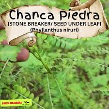 Image result for Phyllanthus nyikae