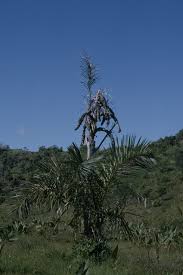 Image result for Raphia ruwenzorica