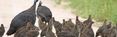 Enjoy roast guinea fowl for sunday lunch or a small christmas dinner. 4 Reasons Why You Should Raise Guinea Fowls With Your Chickens Insteading