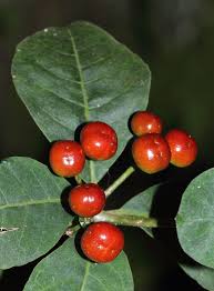 Image result for Rauvolfia nana