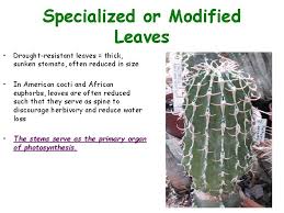 It also plays its role in camouflaging, water collecting, preventing evaporation, and producing offsprings. Leaves Form And Structure The Plant Body Leaves