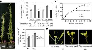 Het bedrijf van gert en irene koiter bevindt zich op de voormalige zuiderzeebodem in flevoland , vlakbij emmeloord. Genetic Control Of Meristem Arrest And Life Span In Arabidopsis By A Fruitfull Apetala2 Pathway Nature Communications