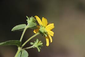 Image result for Aspilia pluriseta