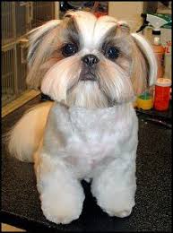 Maybe you would like to learn more about one of these? Male Short Hair Shih Tzu Haircuts Novocom Top