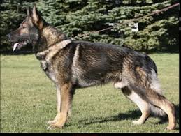 Find a german shepherd on gumtree, the #1 site for dogs & puppies for sale classifieds ads in the uk. View Ad German Shepherd Dog Puppy For Sale Near Georgia Ellerslie Usa Adn 8988