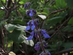 Image result for Coleus barbatus