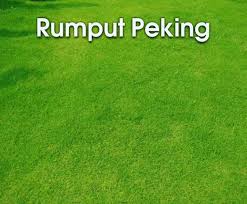 Jual rumput gajah pahitan atau rumput gajah biasa dengan harga murah karena kami petani langsung silahkan datang langsung kelapak kami nuansa indah berlokasi di bogor, selain rumput gajah pahitan kami juga menjual rumput taman lainnya seperti rumput gajah mini, rumput babat, rumput swis, rumput sintetis, rumput bermuda, rumput gajah mini varigata dll Tukang Rumput Bogor Tukang Taman Bogor Tukang Rumput Bogor Jual Rumput Gajah Mini Di Bogor