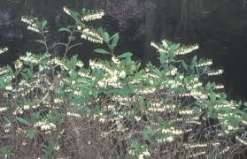 Image result for Chamaeclitandra
