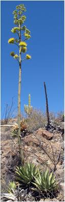 Address 10 hatcher run ct saint peters, mo 63376. Gentry Revisited The Agaves Of The Peninsula Of Baja California Mexico