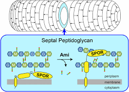 Tarafından düzenlenen vodafone 37'nci i̇stanbul maratonu basın teşvik ve vefa ödülleri dağıtıldı ve. Bacterial Spor Domains Are Recruited To Septal Peptidoglycan By Binding To Glycan Strands That Lack Stem Peptides Pnas