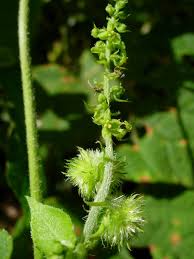 Image result for Tragia rupestris