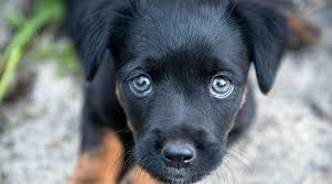 With certain areas sometimes producing dogs that are totally unique. 37 Black Dog Breeds Short Medium Fluffy Coated Canines