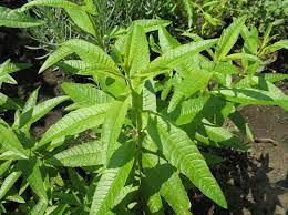 Those long, lanceolate leaves don't look like much, but aloysia citrodora provides the freshest. Lemon Verbena Aloysia Citriodora Herb In Lexington Ky Michler S
