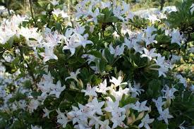 Rhododendron Viscosum Rhododendron Viscosum Sommerduft Gothic Garden Rhododendron Landscape Decor Diy