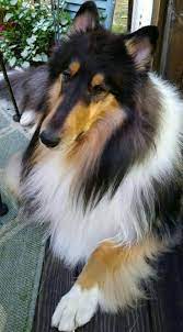 My First Puppy His Name Was Andy And I Loved Him To Pieces Collie Dog Rough Collie Puppies