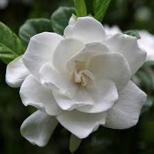 Image result for Gardenia subacaulis