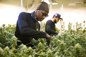 Cannabis seeds need no light when they are germinating. 10 Questions Answered About How To Grow Cannabis At Home In Arizona