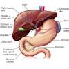The liver is the largest internal organ providing essential metabolic, exocrine and endocrine functions. 1