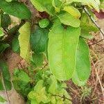 Image result for Hymenocardia