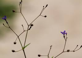 Image result for Oldenlandia affinis