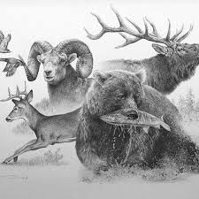 Original Available Pencil Drawing 22 Hx27 W Grizzlybear Whitetaildeer Wilderness Sheep Fish Ducks Forest Hunting Drawings Hunting Art Animal Sketches