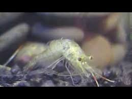 Whether you're looking for a cheap feeder or trying to add a fun cleaner to your aquarium, this guide should offer all you need to care for ghost shrimp. Ghost Shrimp Care Guide Diet Tank Feeding Fishkeeping Advice