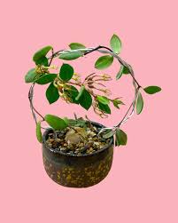 Image result for Ceropegia speciosa