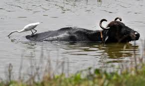 Buffalo breeding to get a boost, courtesy new yolk-free technology - The  Hindu