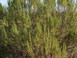 Image result for Commicarpus pilosus