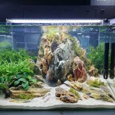 Shedd aquarium is open and we look forward to welcoming our members and guests back. Aquascape Paradise Beautify Your Aquascape And Make It Paradise In The Water