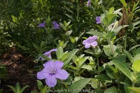 Image result for Vandellia humilis