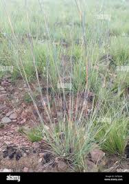 Image result for Schizachyrium sanguineum