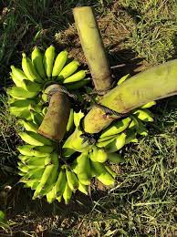 Kita boleh nampak sendiri perbezaannya dari segi kelancaran aircond serta enjin, malah penggunaan bahan api juga lebih jimat! Calya Dirusak Warga Lantaran Dipake Maling Pisang Ngeri Bonsaibiker