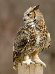 Maybe you would like to learn more about one of these? Winter Is For The Owls Naperville Park District