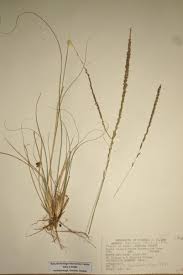 Image result for Sporobolus mauritianus