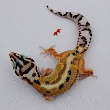 Home Leopard Geckos For Sale Leopard Gecko Albino Animals Gecko