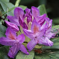 Image result for Rhododendron