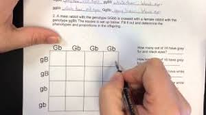 The best way to learn and understand punnett squares is practice, practice, practice. Dihybrid Hd Youtube