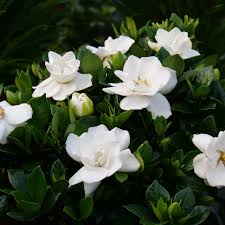 Image result for Gardenia