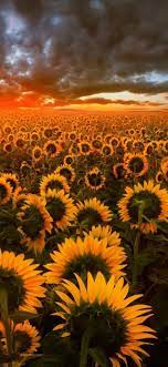Sunflower Wallpaper For Iphone Iphone Wallpaper01 Sunflower Iphone Wallpaper Sunflower Wallpaper Sunflowers Background