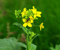 Image result for Brassica