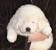 White Neapolitan Mastiff Tibetan Mastiff