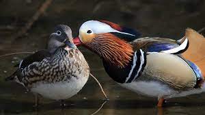 Found this swimming around on the rye at high wycombe buckinghamshire uk. Mandarin Duck Gentlemen Have 2 Faces In Spring Dating And Fighting Cgtn