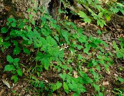 Image result for Warneckea albiflora