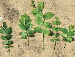 View important details about park admission and tickets.; Nmsu Diseases And Other Disorders Of Pecan In New Mexico
