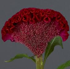 Image result for Celosia nervosa